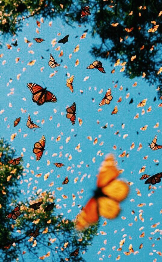 Featured image of post Cute Vsco Wallpapers Butterflies