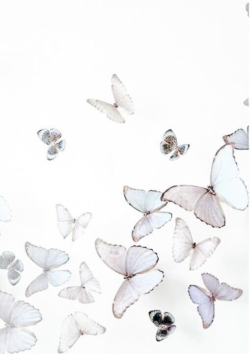 Featured image of post Cute White Aesthetic Wallpaper Butterfly