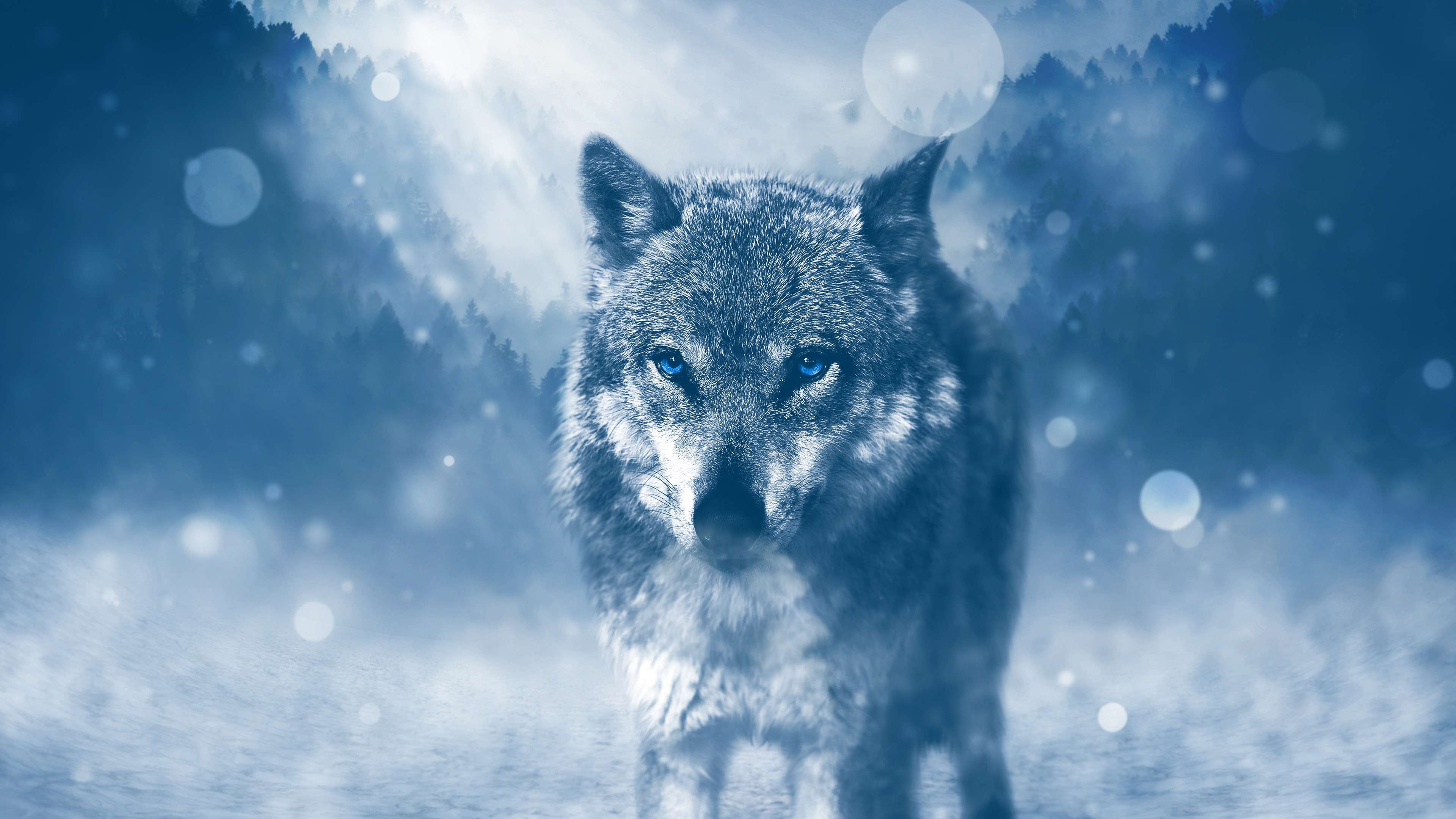 Featured image of post Cute Wolf Wallpaper For Chromebook