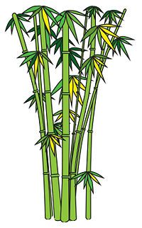 Featured image of post How To Draw Bamboo Tree