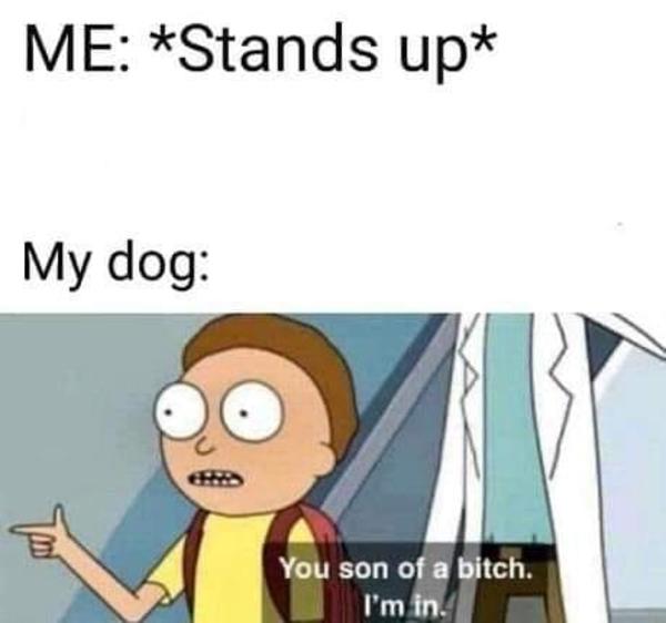 Featured image of post You Son Of A B I&#039;m In Rick And Morty Dog